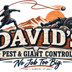 david